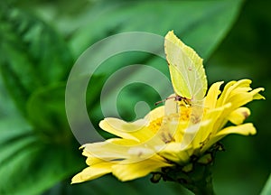 Butterflies on a flower