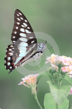 Butterflies flower macro photo detail view