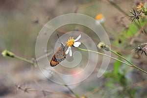 Butterflies flower macro photo detail view