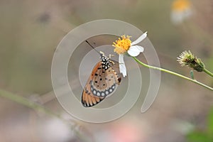 Butterflies flower macro photo detail view