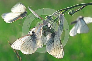 Butterflies on the flower - macrophotography