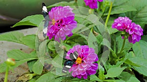 Butterflies on flowers