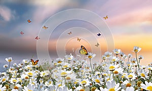 Butterflies  flowers  field flowers at sunset  meadow chamomile  and lavender  in the grass at field sunset summer blue sky with f