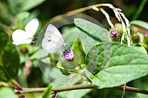 butterflies on flowers of greater burdock plant