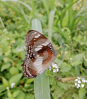 butterflies and flowers have a mutually beneficial cooperative relationship