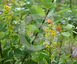 Butterflies on flowers of hypericum