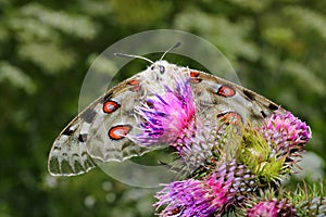 Butterflies and flowers in nature 4