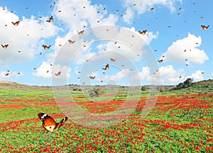 Butterflies flutter over the green meadow with red flowers blooming on a beautiful sunny day