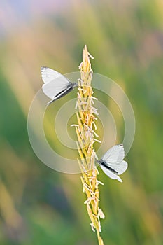 Butterflies fly in a meadow over a blade of grass on a beautiful blurred background. Beautiful summer natural background.