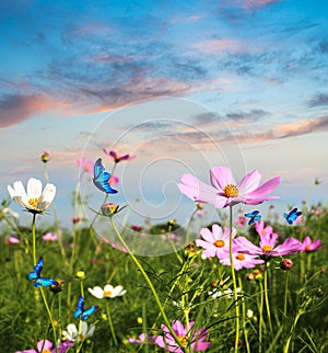 Butterflies flying in the flowers