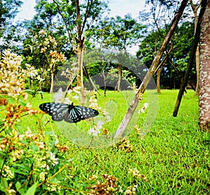 Butterflies flying in the park