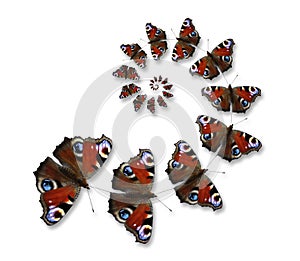 Butterflies flying in spiral