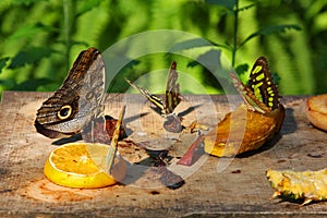 Butterflies in Garden