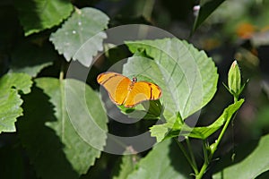 Butterflies in Garden