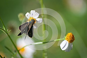 Butterflies in the garden alight on flowers