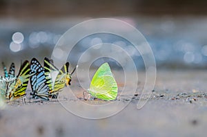 Butterflies in the garden butterfly