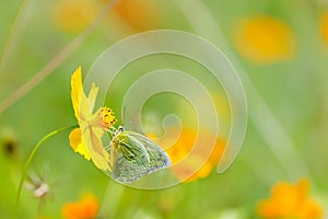 Butterflies in the garden,butterfly on orange flower Background blur.