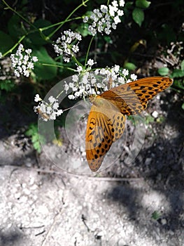 Butterflies of the genus of the Nymphalidae.
