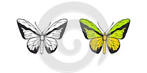 Butterflies. Hand drawn green and black butterflies. Vector scalable graphics