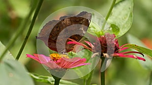 Butterflies have a combination of brown, yellow, and black colors looking for nectar in pink zinnia flowers