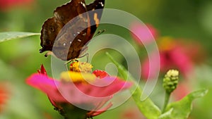 Butterflies have a combination of brown, yellow, and black colors looking for nectar in pink zinnia flowers