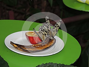 Butterflies having lunch