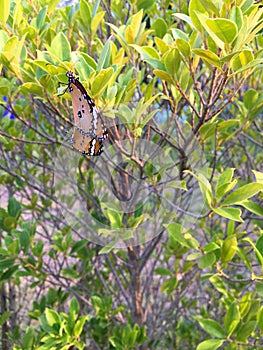 Butterflies are having sex intercourse