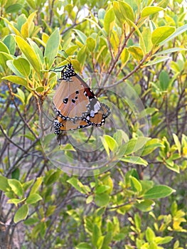 Butterflies are having sex intercourse