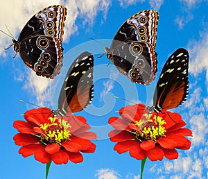 2 Butterflies Heliconius hecate and 2 Blue morpho butterfly photo