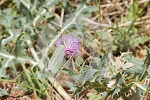 Butterflies inflowers