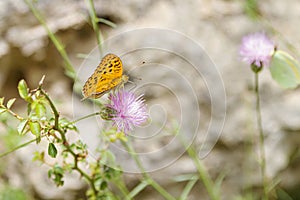 Butterflies inflowers