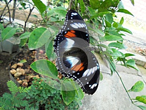 Butterflies are insects that belong to the order lepidoptora.