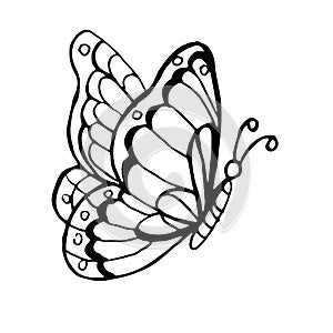Butterflies insects graphic illustration hand-drawn vector doodle sketch