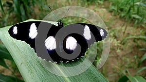 Butterflies are insects in the macrolepidopteran clade Rhopalocera from the order Lepidoptera, which also includes moths