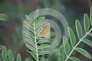 Beautiful yellow butterfly on the plant