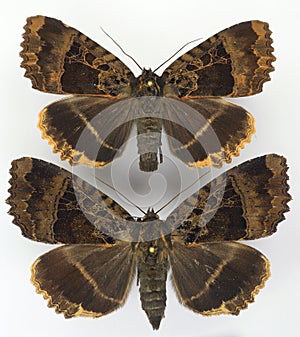 Butterflies isolated on white. Big black moth Mormo maura pair macro. Noctuidae