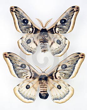 Butterflies isolated on white. Big moth Saturnia pyretorum macro. Collection butterflies. Saturniidae.