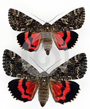 Butterflies isolated on white. Red crimson moth Catocala dilecta macro. Noctuidae, collection butterflies,