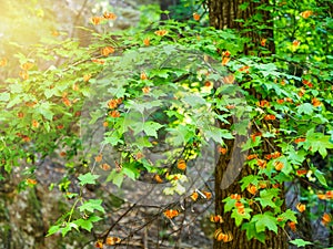 Butterflies Jersey tiger flying from the leaves of trees