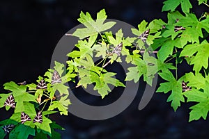 Butterflies Jersey tiger rest on leaves of sweetgum tree in Butterfly valley Rhodes, Greece