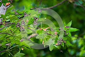 Butterflies Jersey tiger rest on leaves of sweetgum tree in Butterfly valley Rhodes, Greece