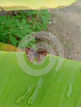 Butterflies land on banana leaves