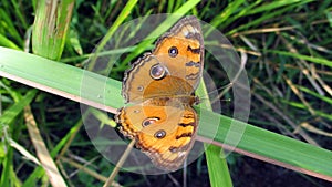 Butterflies Lasiommata