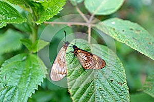 Butterflies on a leaf