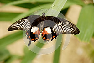 Butterflies on leaves