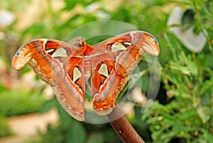 Butterflies on leaves