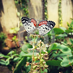 Butterflies love