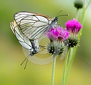 Butterflies Macro Black-veined white