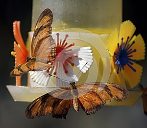 Butterflies in the Manjal das Garzas Park in Bel m, Brazil photo