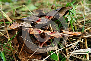 Butterflies mating